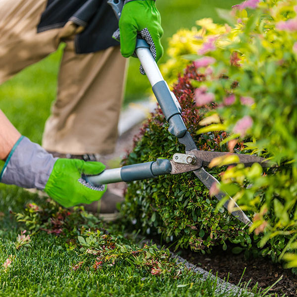 A landscaper trims the side of a hedge on a commercial property